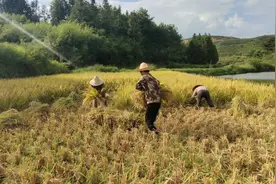 30多度暴晒收割水稻，农村古老收割方法，专治现在挑食小孩的毛病视频封面