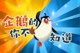 企鹅那些你不知道的事，企鹅是大长腿！视频封面