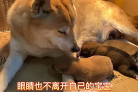 出生两天的小柴犬，每天被狗妈喂的圆鼓鼓的，狗妈妈太伟大了视频封面