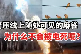 高压线上随处可见的麻雀，为什么不会被电死呢？视频封面