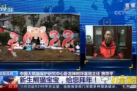 大熊猫生双胞胎常见吗？同母异父又是咋回事？|新闻1+1视频封面