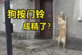 狗狗外出玩够了，回家开不了门，知道按门铃让主人开门视频封面