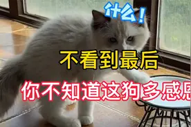 把猫猫的沐浴露给狗狗洗澡会怎样？它竟然感动的拿这东西报答！视频封面