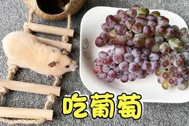 主人拿出一大盘的葡萄，小仓鼠接着吃了10个葡萄，好厉害视频封面