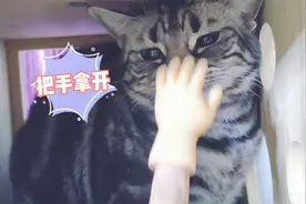 当猫咪饿了一天，居然把手看成了猪蹄视频封面