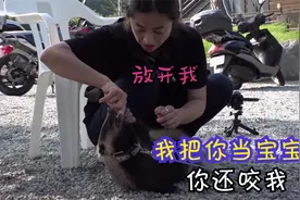 女孩把一只猪当宠物养，却被咬住手指不松口，专家说明明就是猪獾视频封面