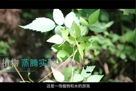 野外求生 教你利用植物获取水源｜我们的绿水青山视频封面