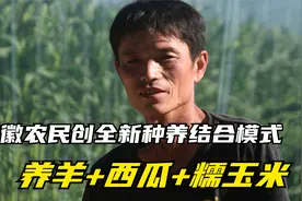 低成本农业典范：羊粪种瓜，秸秆喂羊，安徽农民创种养结合新模式视频封面