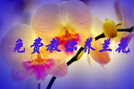 兰花有毒，你知道吗？视频封面