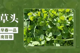 “早春一品南苜蓿”—草头视频封面