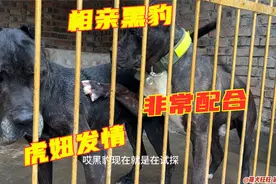 虎妞发情来犬舍配黑豹，在洞房折腾20分钟没成功，难道黑豹老了？视频封面