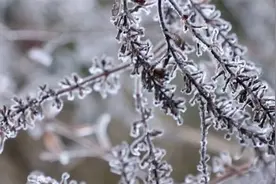 冰雪仙境！寒潮来袭，广西多地惊现梦幻雾凇景观视频封面