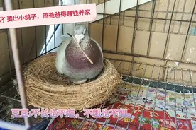河南姑娘养的信鸽真听话，公鸽子顾家又负责，努力给小信鸽盖房子视频封面