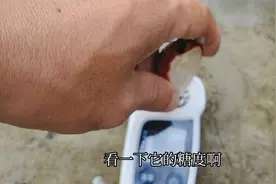 无核荔枝值不值得种植？它的这些特点和糖度，你一定要先了解再说视频封面