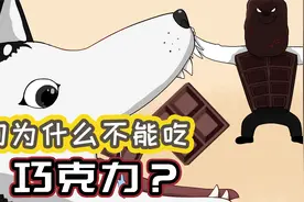 狗为什么不能吃巧克力？人类的美味零食竟是穿肠毒药视频封面