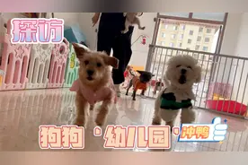 探访：狗狗“幼儿园”萌翻了视频封面