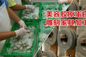 胶原蛋白是怎么提取的吗？仿真手工雕刻技术又是如何以假乱真的？视频封面