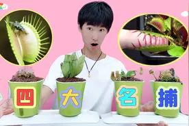 捕蝇草真能抓蚊子吗？一口气买来5盆，长大还能变“食人花”？视频封面