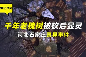 河北石家庄灵异事件---千年大槐树“显灵”，砍伐者皆难逃因果？视频封面