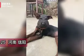 疑被毒蛇咬伤 “苏联红”狗狗脸圆如球似史努比 已丧失啃骨头功能视频封面