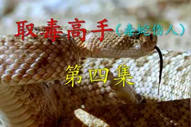很多毒蛇毒液通过医学研究可以救命，用于心脏病，帕金森症等重病视频封面