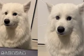 狗子放“闷屁”熏到主人！主人一顿训斥，狗满脸子委屈接受挨骂视频封面