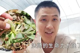 多肉植物生命力太强大！法师头几个月都不枯萎！为啥你养不活？视频封面