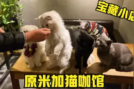 太原柳巷七年老字号猫咖馆！各种玩的都免费！一呆一下午