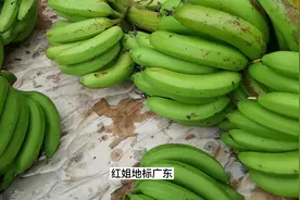 广东人别再吃有催熟剂的黄皮香蕉了，买青皮生香蕉，巧催熟放心吃视频封面