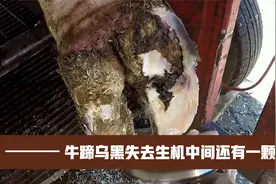 牛蹄内部腐烂失去生机，修蹄师傅发现中间长了一颗肉瘤，全程解压视频封面