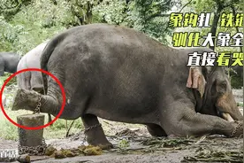大象高温下工作发狂，用象牙将主人撕成两半，站尸体上呆看数小时视频封面
