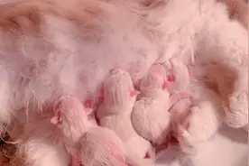 第一视角观看布偶猫妈妈生产小奶猫，猫妈妈基本都会自己处理！视频封面