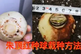 朱顶红种球怎样上盆和管理？这样做生根快根系发达，有利于开花视频封面