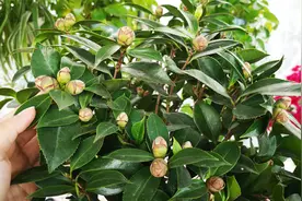 给茶花换盆，什么时候最适宜？看完明白了视频封面