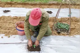 3分钟教会你们种植冬瓜技术与方法，不仅产量会翻倍，吃起来更脆视频封面