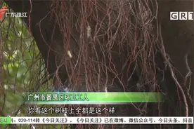 广州：树上频频掉下“毛毛虫” 市民盼望绿化部门喷杀视频封面