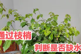 盆景养护实用技巧，枝梢垂头已缺水，只需三小时可复原视频封面