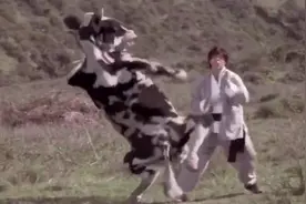 曾经看过的人牛大战原来是这部电影啊，笑的我肚子痛！！视频封面