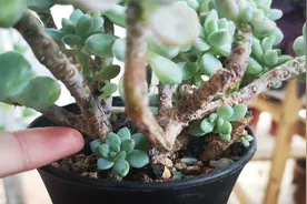 多肉长侧芽了，养护有讲究，把这4点做好，侧芽蹭蹭长视频封面