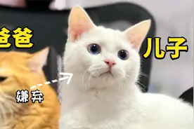 小猫咪的尾巴是给喵星发电报的？一直抖不停，好奇怪啊！视频封面