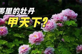 河南洛阳牡丹，山东菏泽牡丹，都是牡丹之乡，谁家牡丹甲天下？视频封面