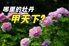 河南洛阳牡丹，山东菏泽牡丹，都是牡丹之乡，谁家牡丹甲天下？视频封面