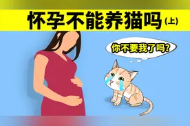 怀孕不能养猫吗？（上）弓形虫篇视频封面