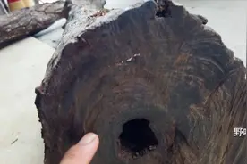 小伙一千多买三根阴沉铁力木，电锯切开后，横截面乌黑发亮视频封面