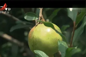 石榴很容易出现裂果，影响栽培效益，裂果发生的原因都有哪些呢？视频封面