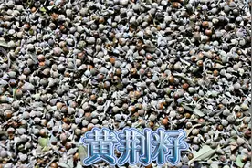 农村常见黄荆果实，手机低头族或开车司机，制作枕头睡觉好处多视频封面