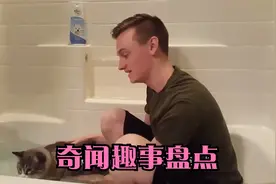 折耳加菲猫每天就像人一样坐着吃饭，看电视，这是成精的猫咪吧视频封面