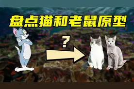 盘点《猫和老鼠》角色原型，杰瑞不是老鼠，汤姆是英短还是蓝猫？视频封面