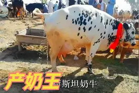 荷斯坦奶牛是产奶冠军，每年产奶7330升，养牛人乐开怀视频封面