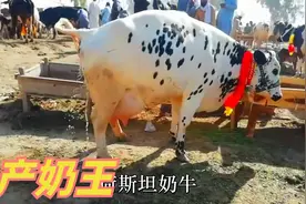 荷斯坦奶牛是产奶冠军，每年产奶7330升，养牛人乐开怀视频封面